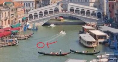 Delfino nel Canal Grande a Venezia, il sindaco Venturini: "Tutelarne l'incolumità"
