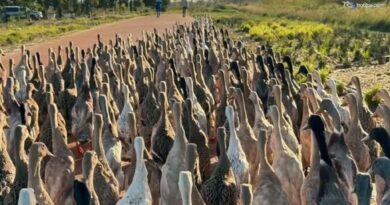 L'esercito delle 1200 anatre, lavorano in vigna e mangiano insetti in Sudafrica: il video