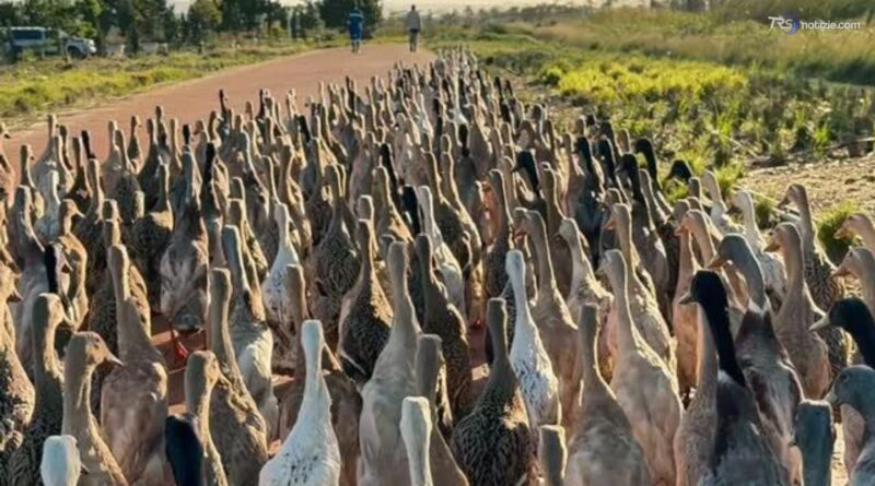 L'esercito delle 1200 anatre, lavorano in vigna e mangiano insetti in Sudafrica: il video