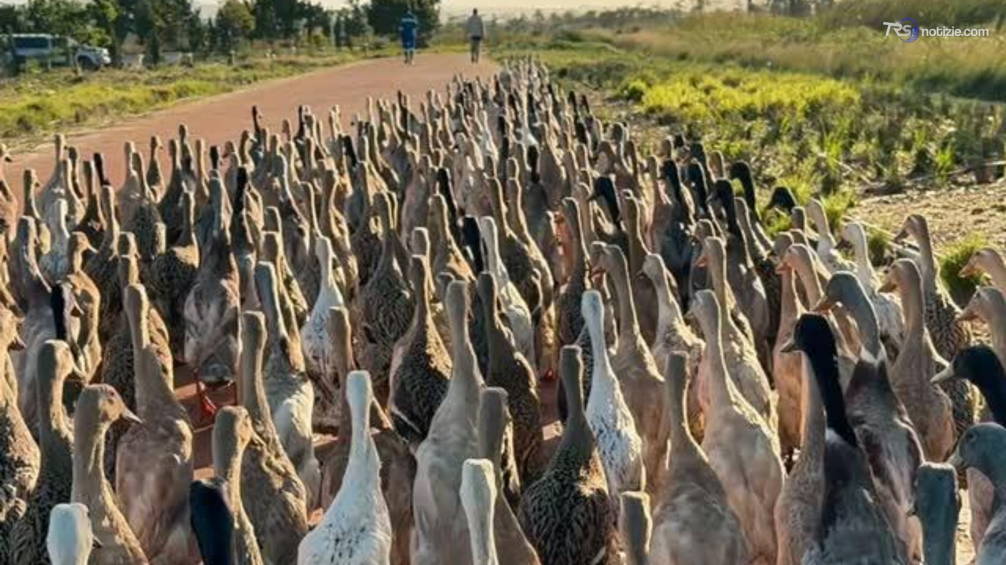 L'esercito delle 1200 anatre, lavorano in vigna e mangiano insetti in Sudafrica: il video