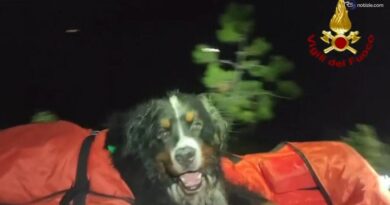 Troppo caldo, cane dei Vvf boccheggia: portato a spalla dai Vigili del fuoco in montagna