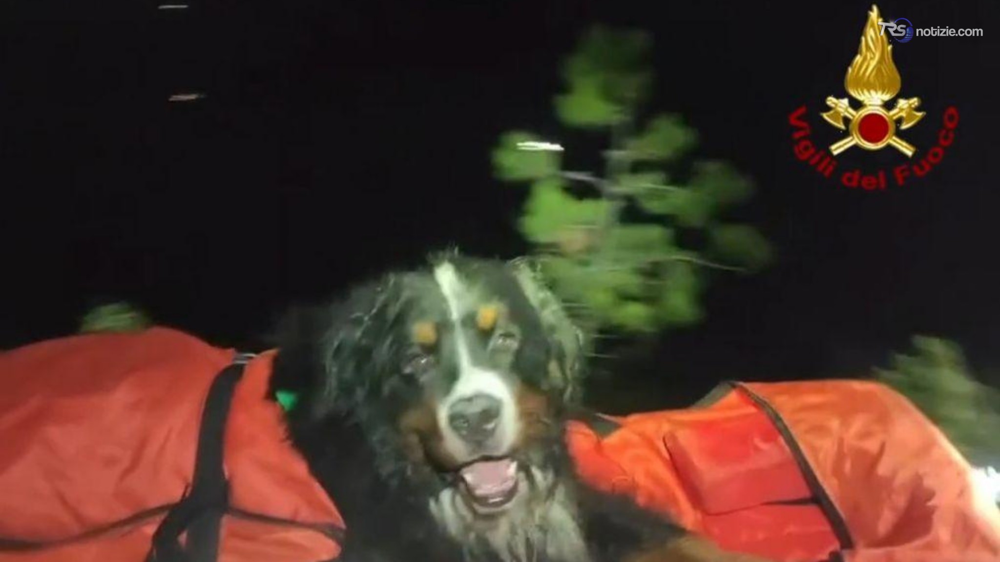 Troppo caldo, cane dei Vvf boccheggia: portato a spalla dai Vigili del fuoco in montagna