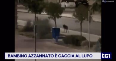 Bambino azzannato a Noicattaro: scatta la caccia al lupo nel Barese