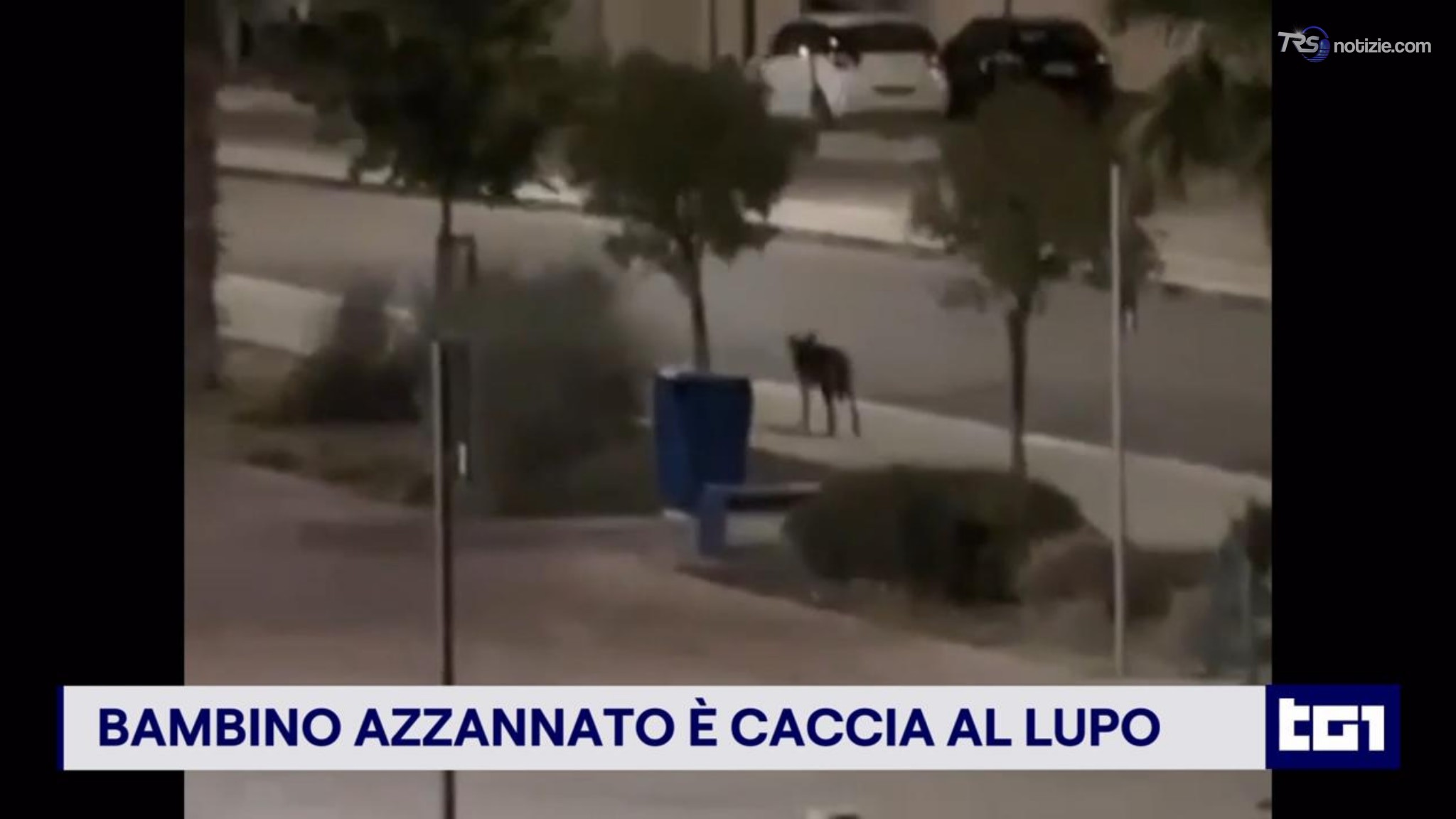 Bambino azzannato a Noicattaro: scatta la caccia al lupo nel Barese