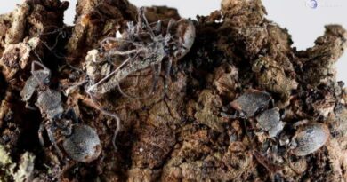 Scoperti in Messico funghi zombie: infettano formiche e ragni, cosa sono gli Ophiocordyceps deltoroi