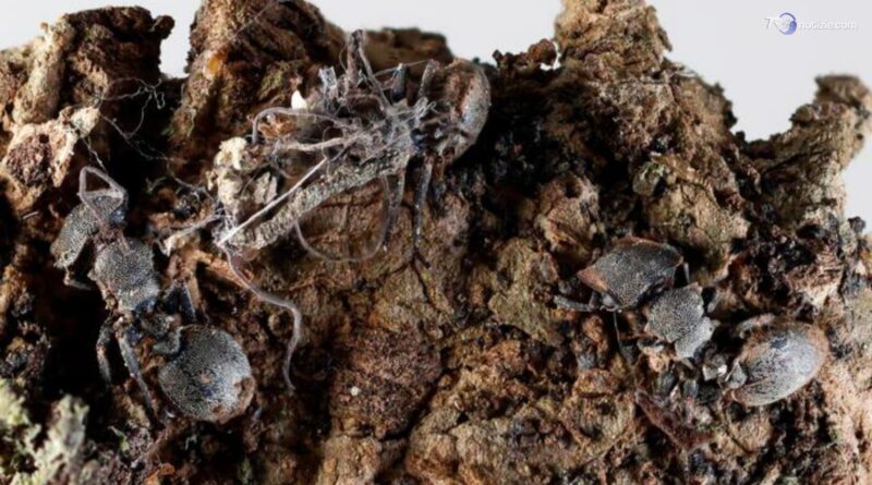 Scoperti in Messico funghi zombie: infettano formiche e ragni, cosa sono gli Ophiocordyceps deltoroi
