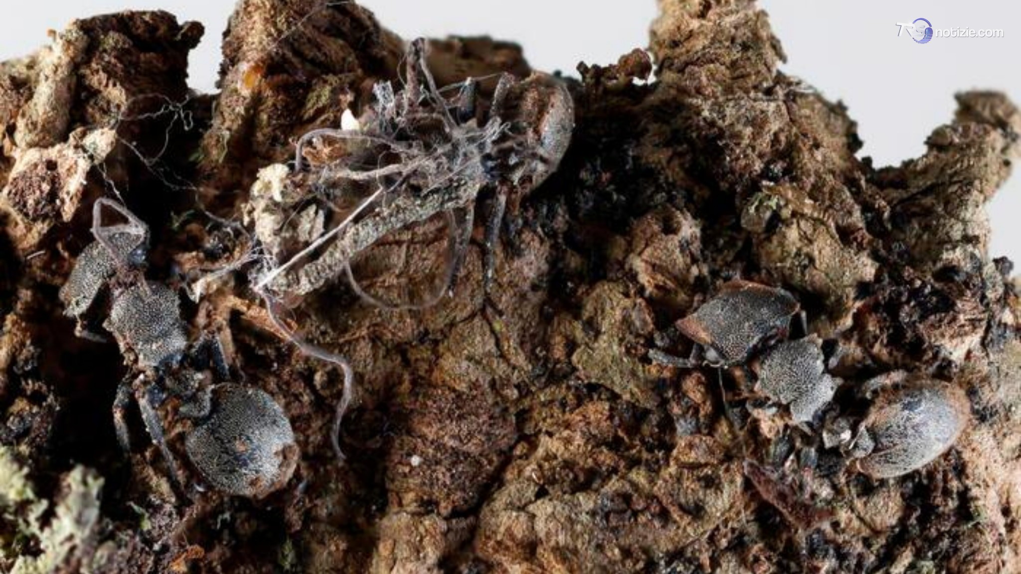 Scoperti in Messico funghi zombie: infettano formiche e ragni, cosa sono gli Ophiocordyceps deltoroi