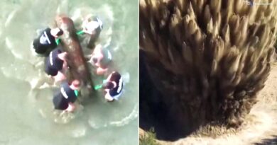Dal Danubio in secca riaffiora una mina della Seconda guerra mondiale: l'esplosione controllata