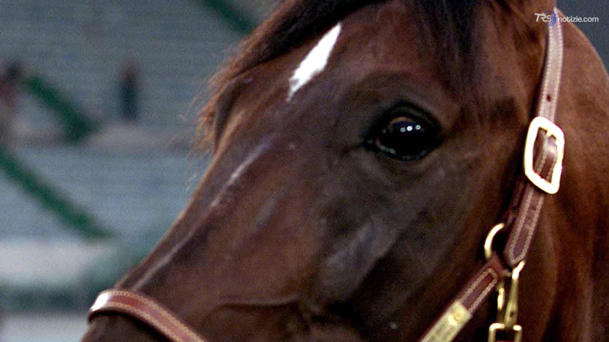 Addio a Varenne, trottatore-leggenda