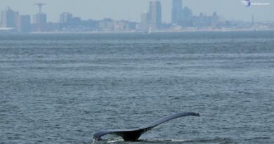 Le balene nuotano nella baia di New York, ma minacciate da navi