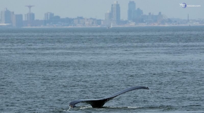 Le balene nuotano nella baia di New York, ma minacciate da navi