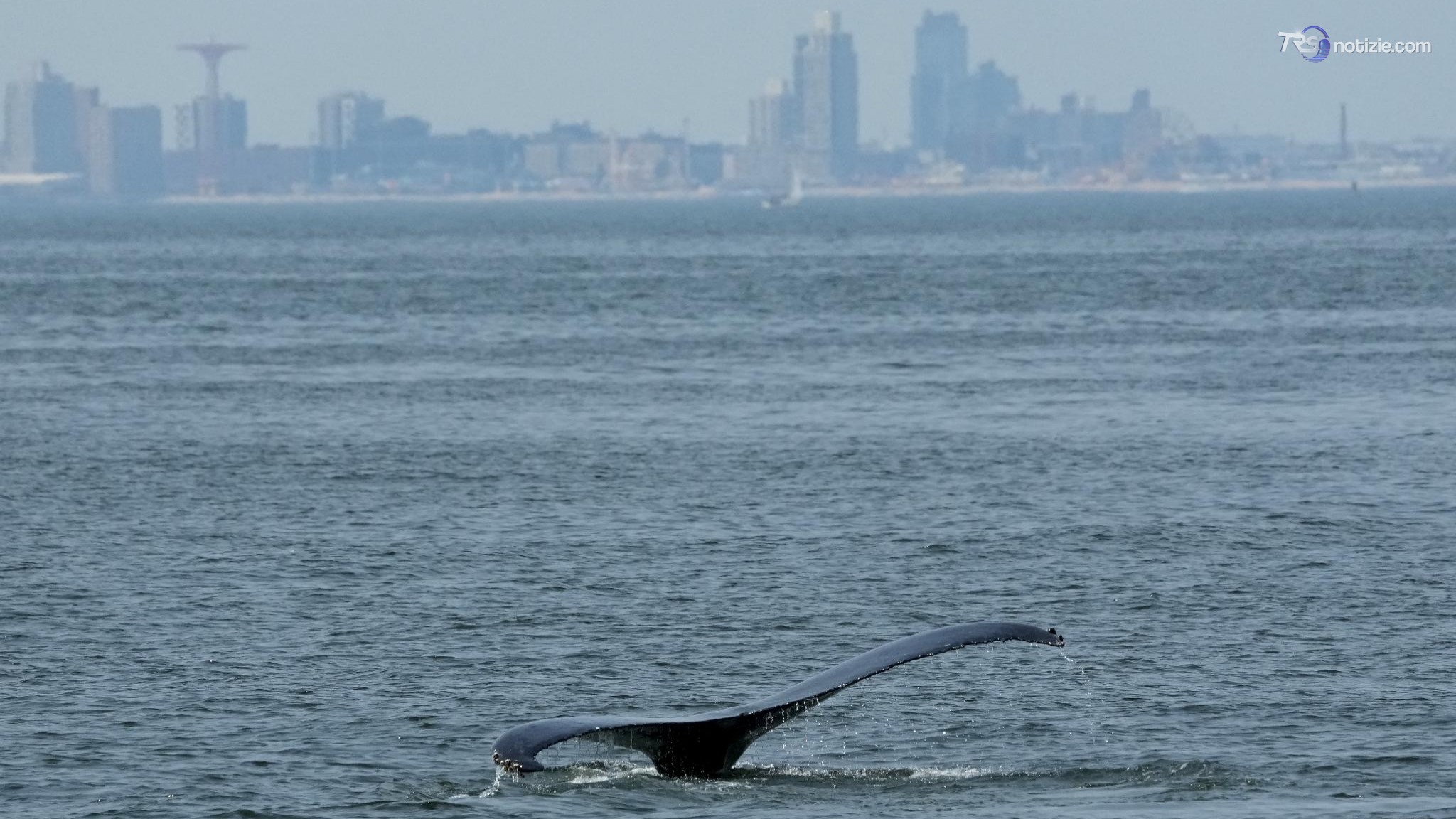 Le balene nuotano nella baia di New York, ma minacciate da navi