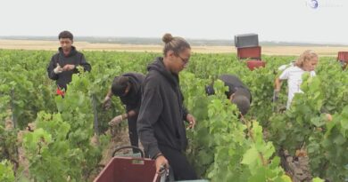 Nella regione francese della Champagne è già tempo di vendemmia