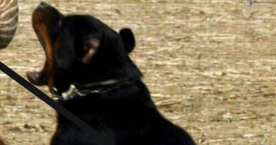 Sbranato da due rottweiler, muore 72enne nelle campagne del Salento