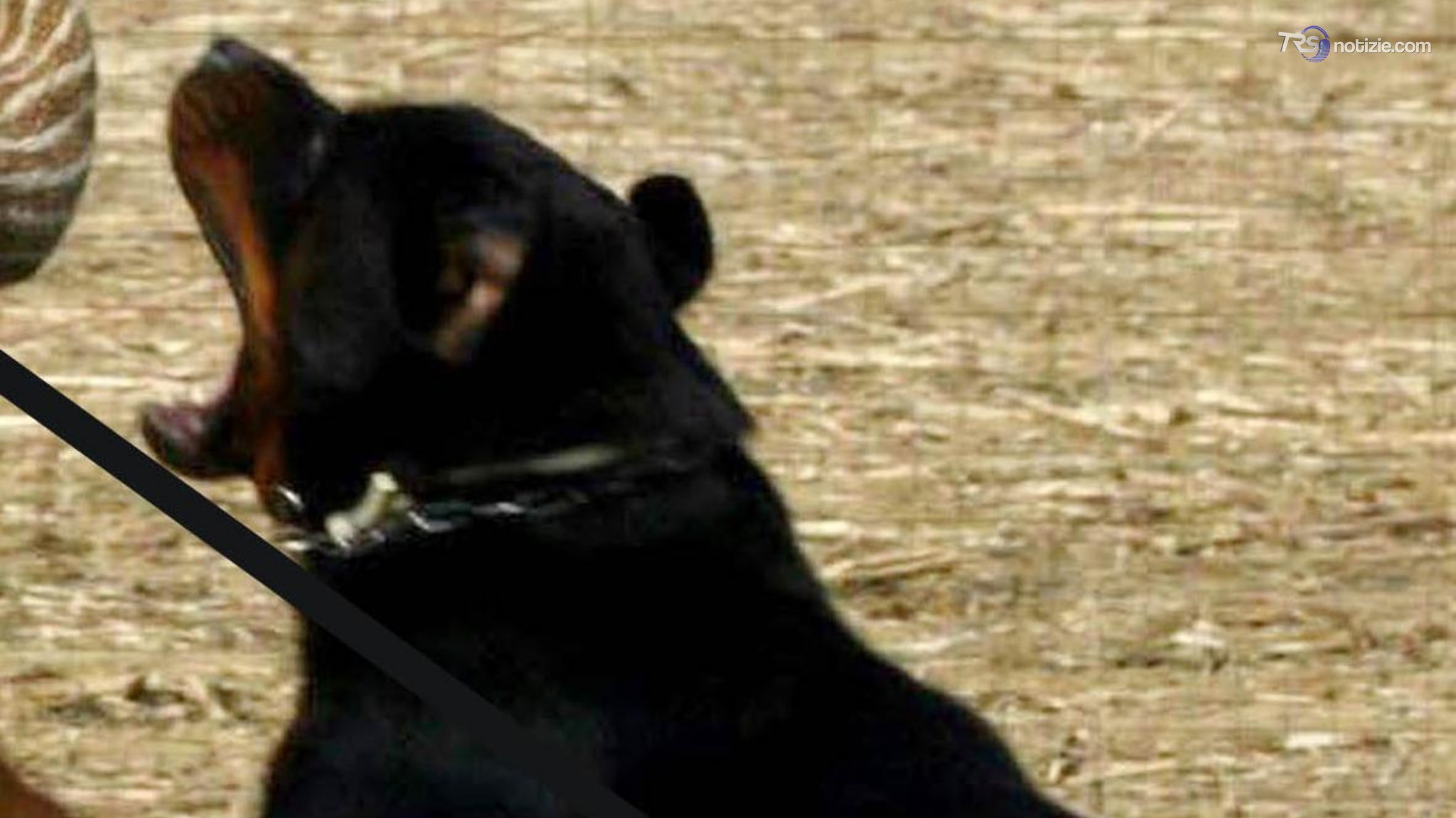 Sbranato da due rottweiler, muore 72enne nelle campagne del Salento