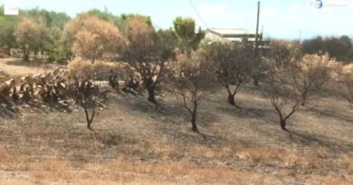 Prima la siccità, poi gli incendi. Reportage tra le aziende colpite del Nisseno