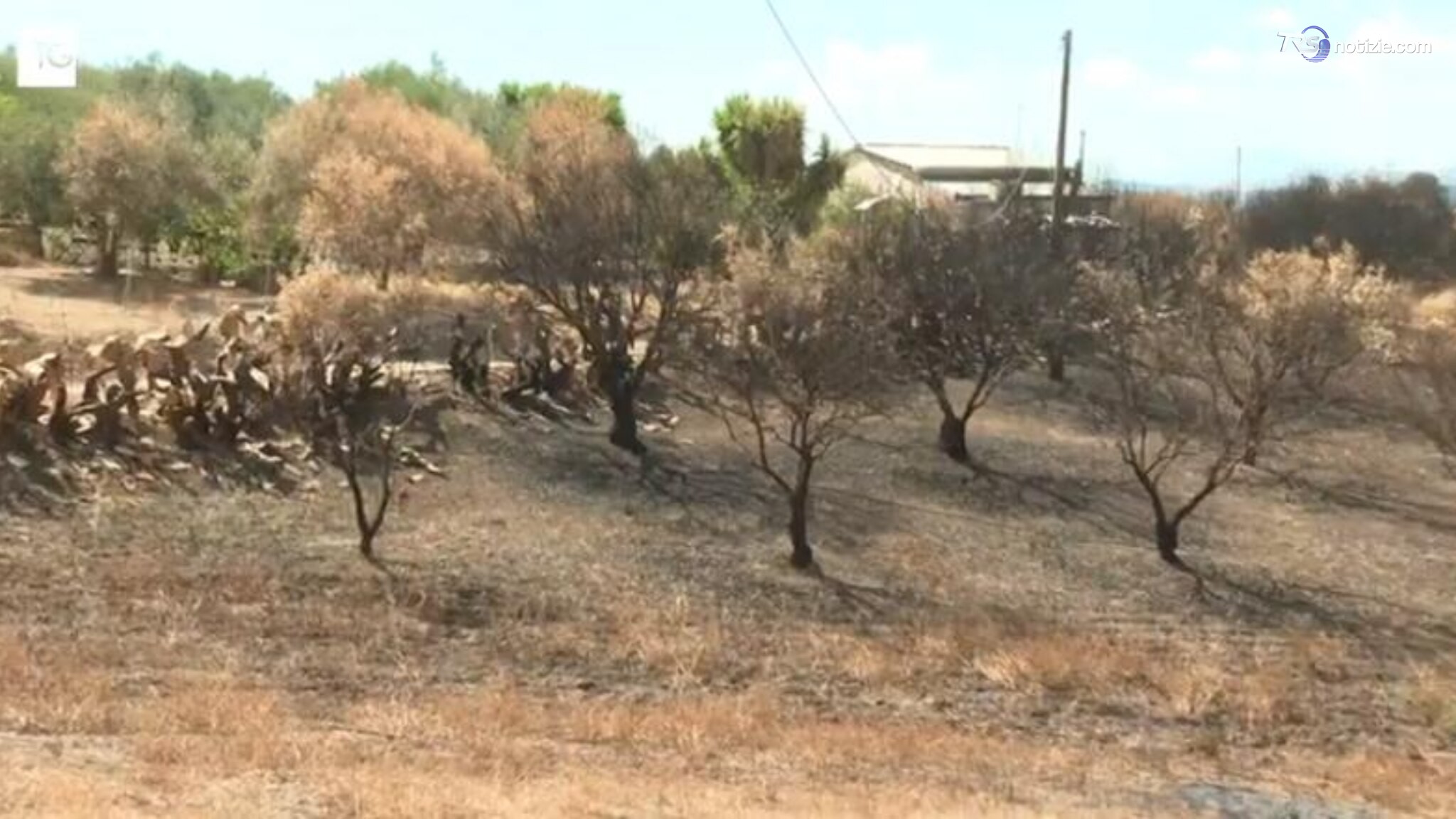 Prima la siccità, poi gli incendi. Reportage tra le aziende colpite del Nisseno