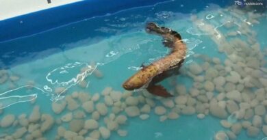 Pesce bionico per ispezioni subacquee: è un robot di due chili ed in bocca ha gli infrarossi