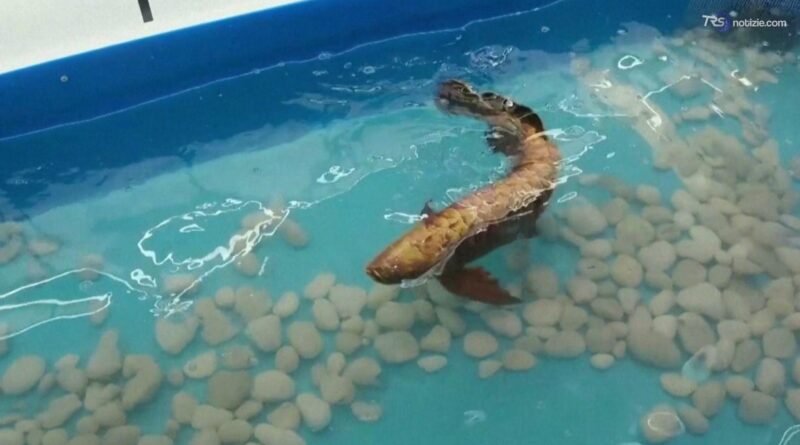 Pesce bionico per ispezioni subacquee: è un robot di due chili ed in bocca ha gli infrarossi