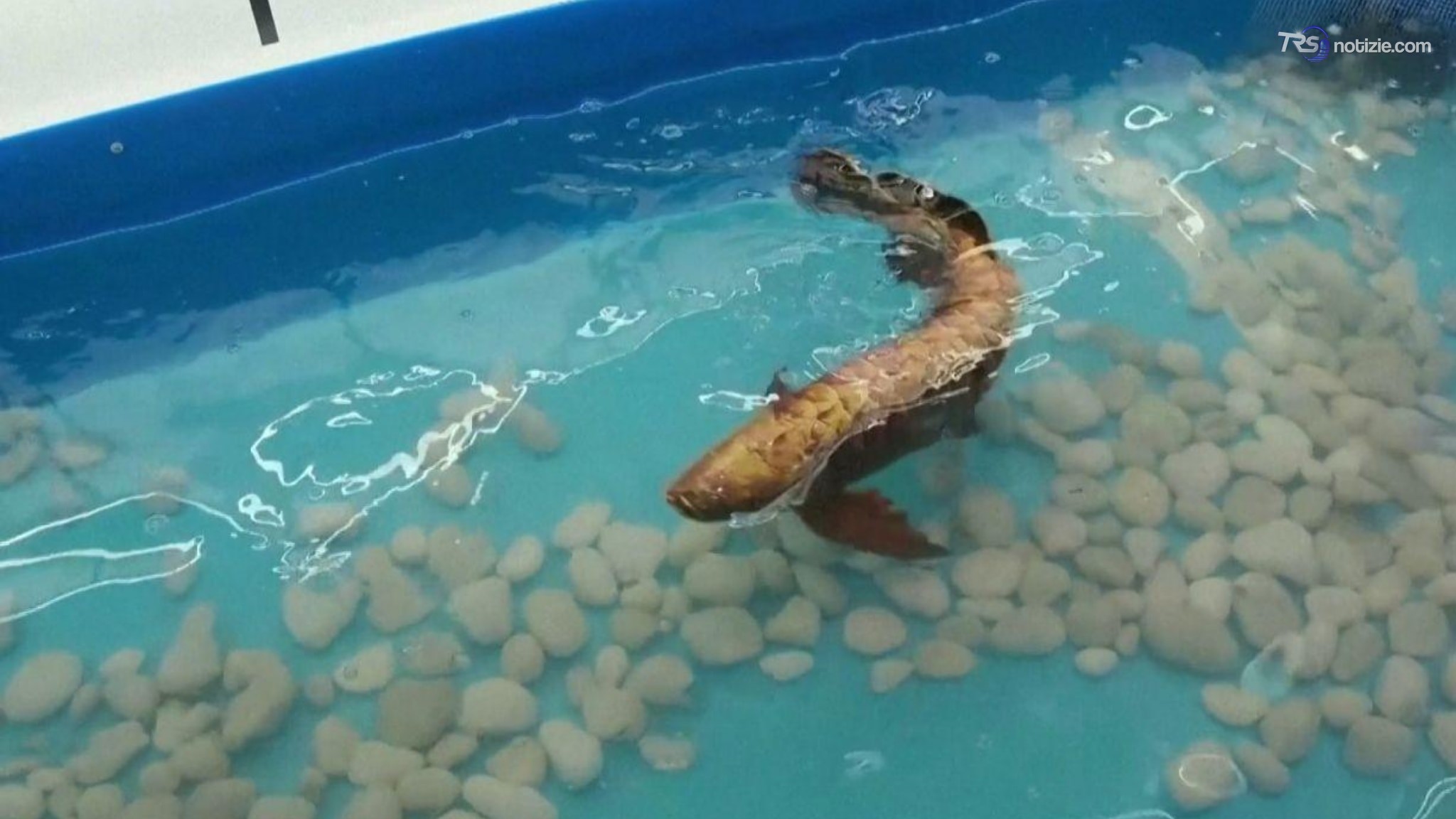 Pesce bionico per ispezioni subacquee: è un robot di due chili ed in bocca ha gli infrarossi