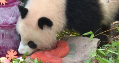 L'originale "torta" di compleanno per le gemelle panda dello zoo di Berlino