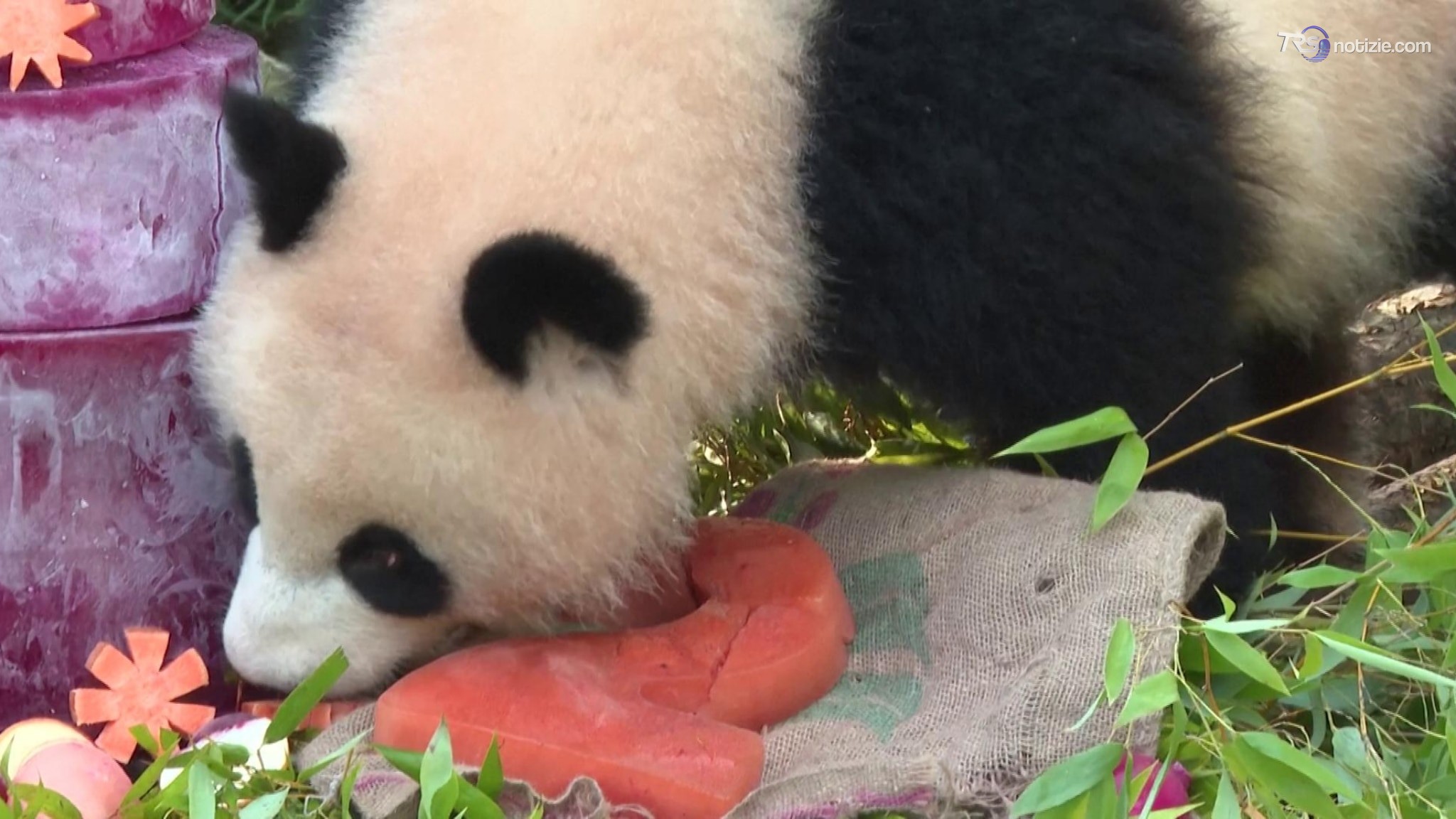 L'originale "torta" di compleanno per le gemelle panda dello zoo di Berlino