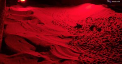 Centinaia di tartarughe caretta caretta nate nella baia di San Lorenzo