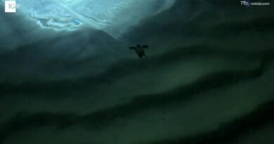 La schiusa delle uova di caretta caretta sulla spiaggia di San Lorenzo