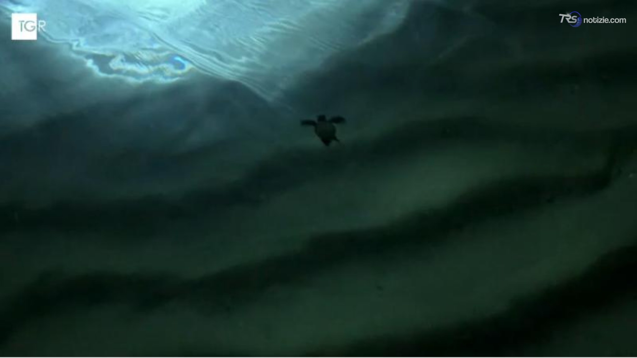 La schiusa delle uova di caretta caretta sulla spiaggia di San Lorenzo