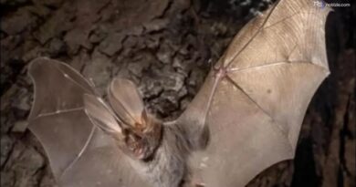 Pantelleria, scoperto un pipistrello di origine africana