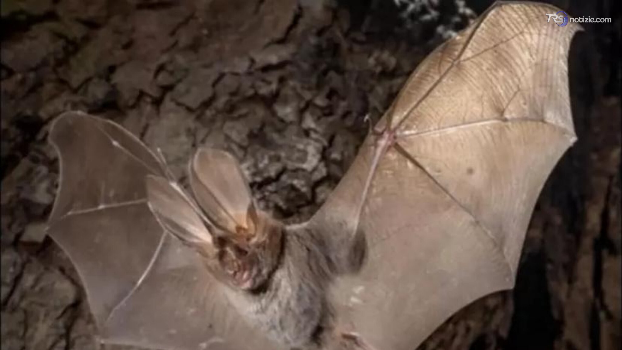 Pantelleria, scoperto un pipistrello di origine africana