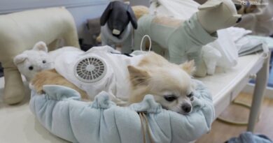 Caldo e animali da compagnia: in Giappone arrivano le tute refrigeranti per cani