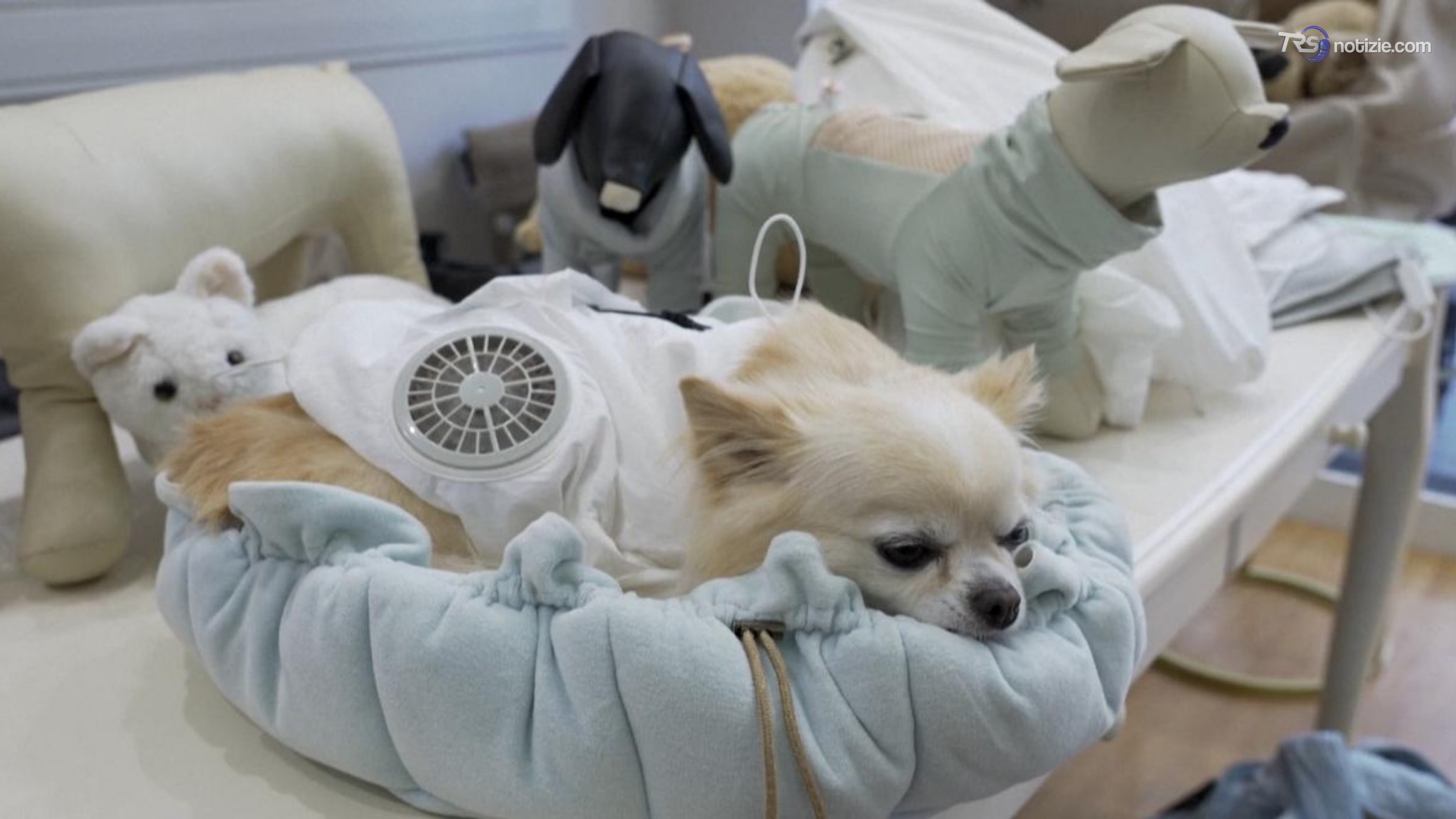 Caldo e animali da compagnia: in Giappone arrivano le tute refrigeranti per cani