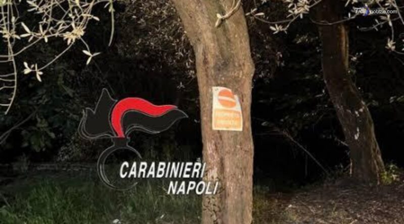Droga dentro l'ulivo, poi le indicazioni via whatsapp: arrestato pusher a Massa Lubrense