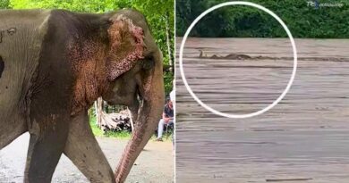 India, elefantessa trascinata per 55 km dalla piena: la storia di Joymoti, salvata dall’alluvione