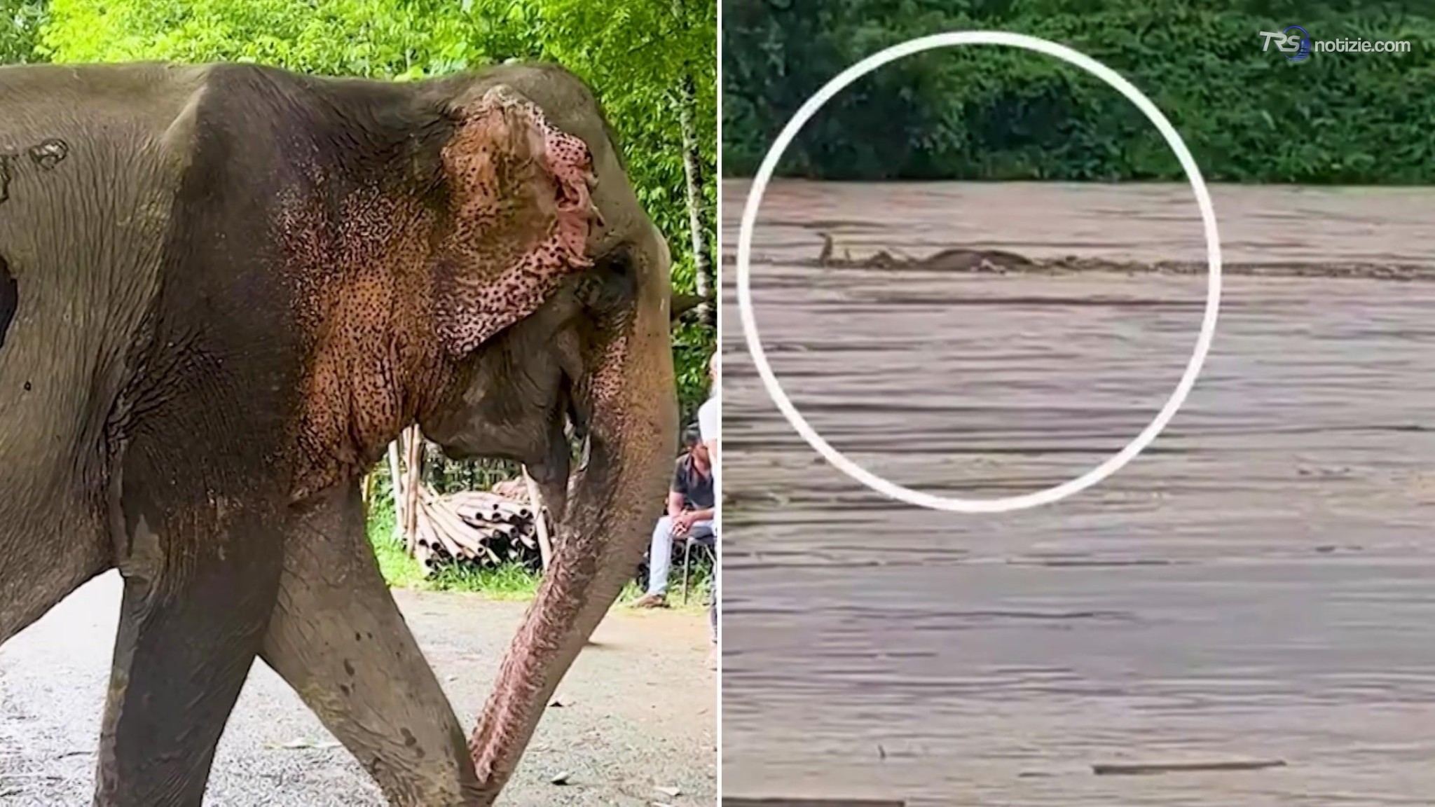 India, elefantessa trascinata per 55 km dalla piena: la storia di Joymoti, salvata dall’alluvione