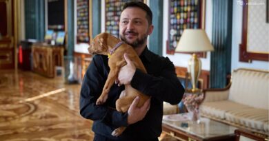 Da Bucha al progetto antimissile: la storia di Freya, il cane donato a Zelensky dal campione di boxe