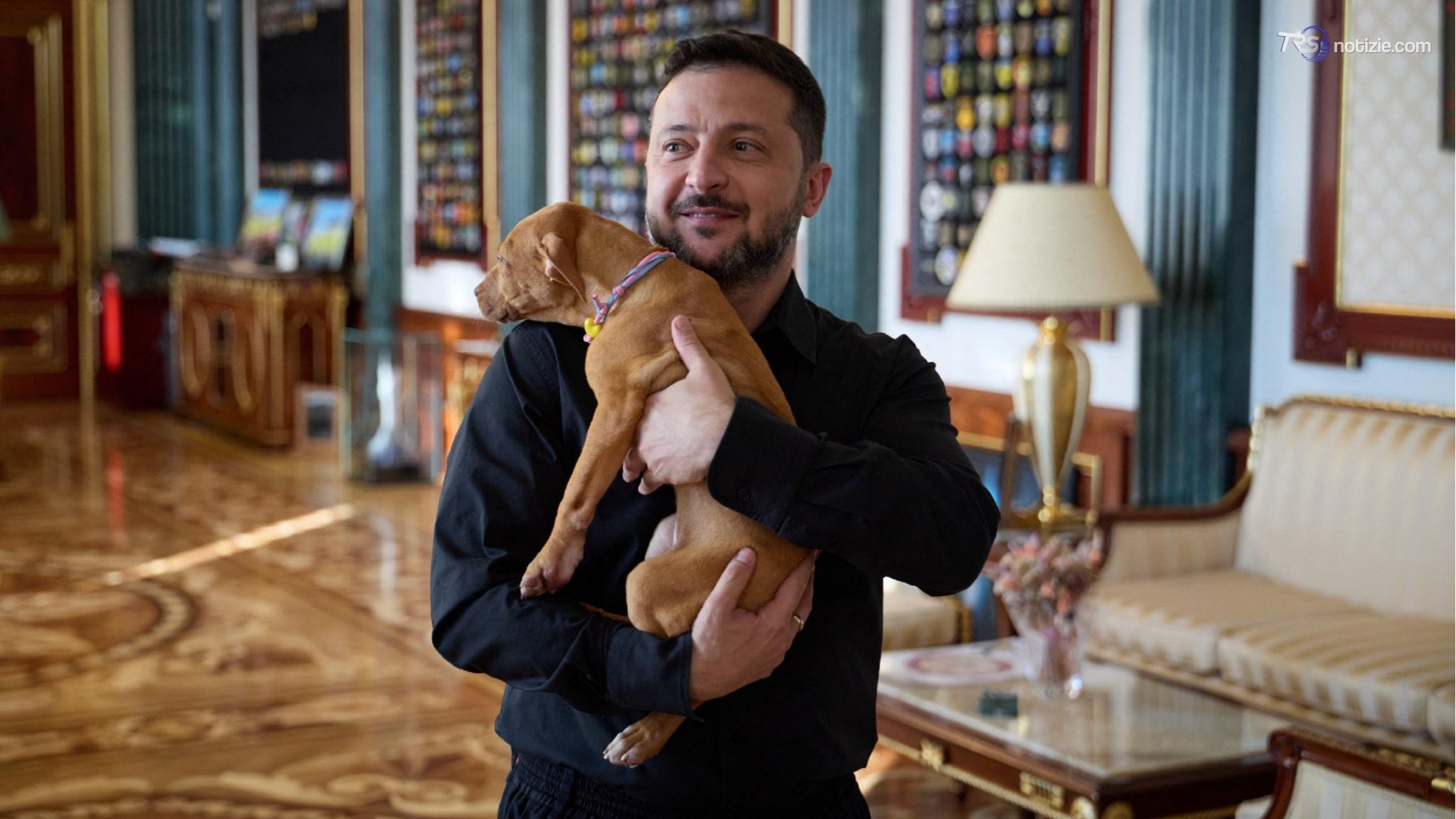 Da Bucha al progetto antimissile: la storia di Freya, il cane donato a Zelensky dal campione di boxe