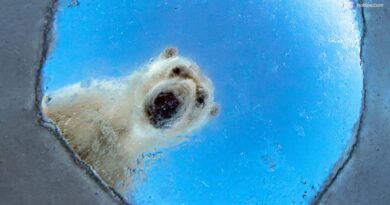 Un orso alla finestra e un camaleonte nella tempesta: le foto del Wildlife Photographer of the Year