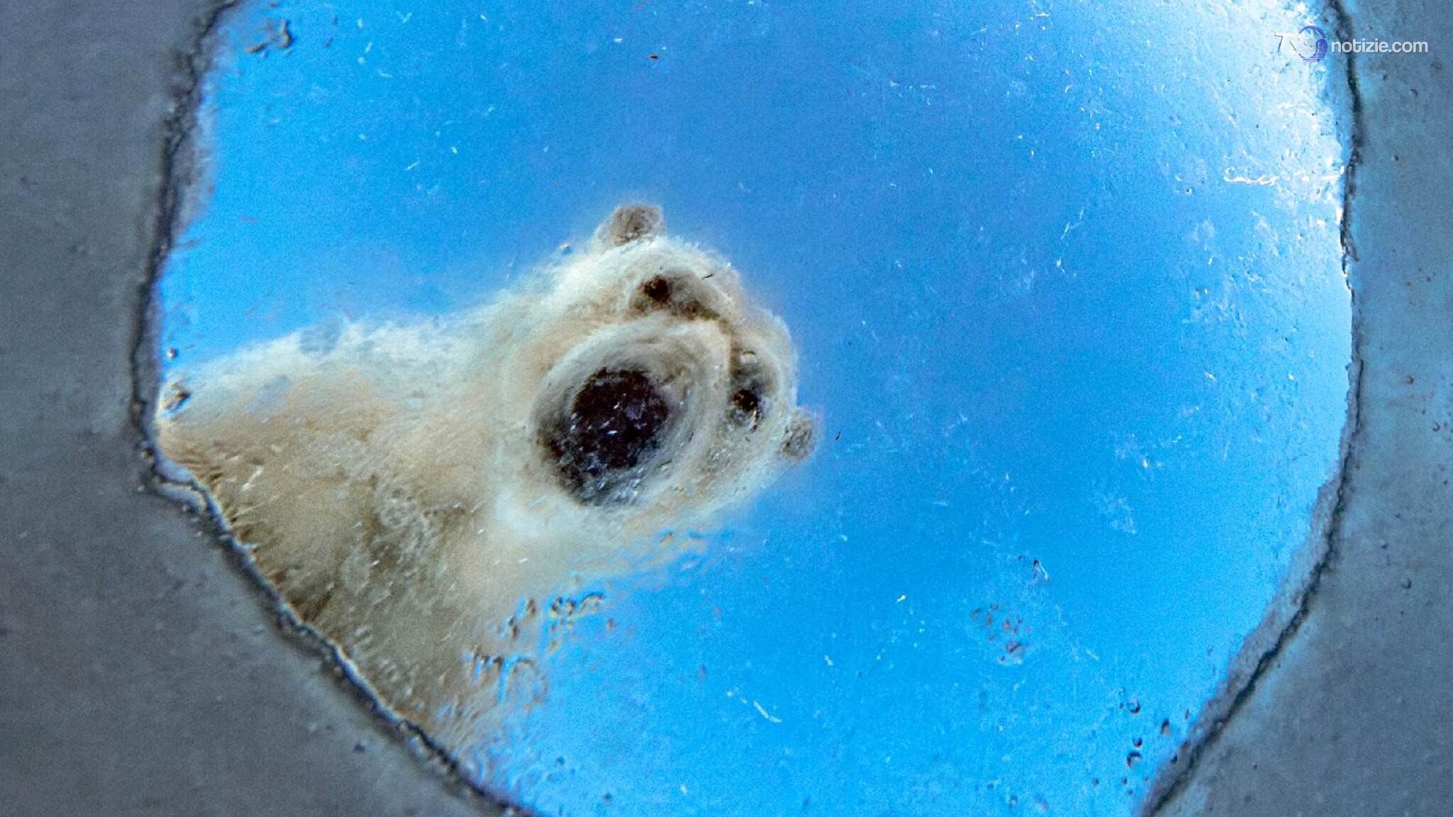Un orso alla finestra e un camaleonte nella tempesta: le foto del Wildlife Photographer of the Year