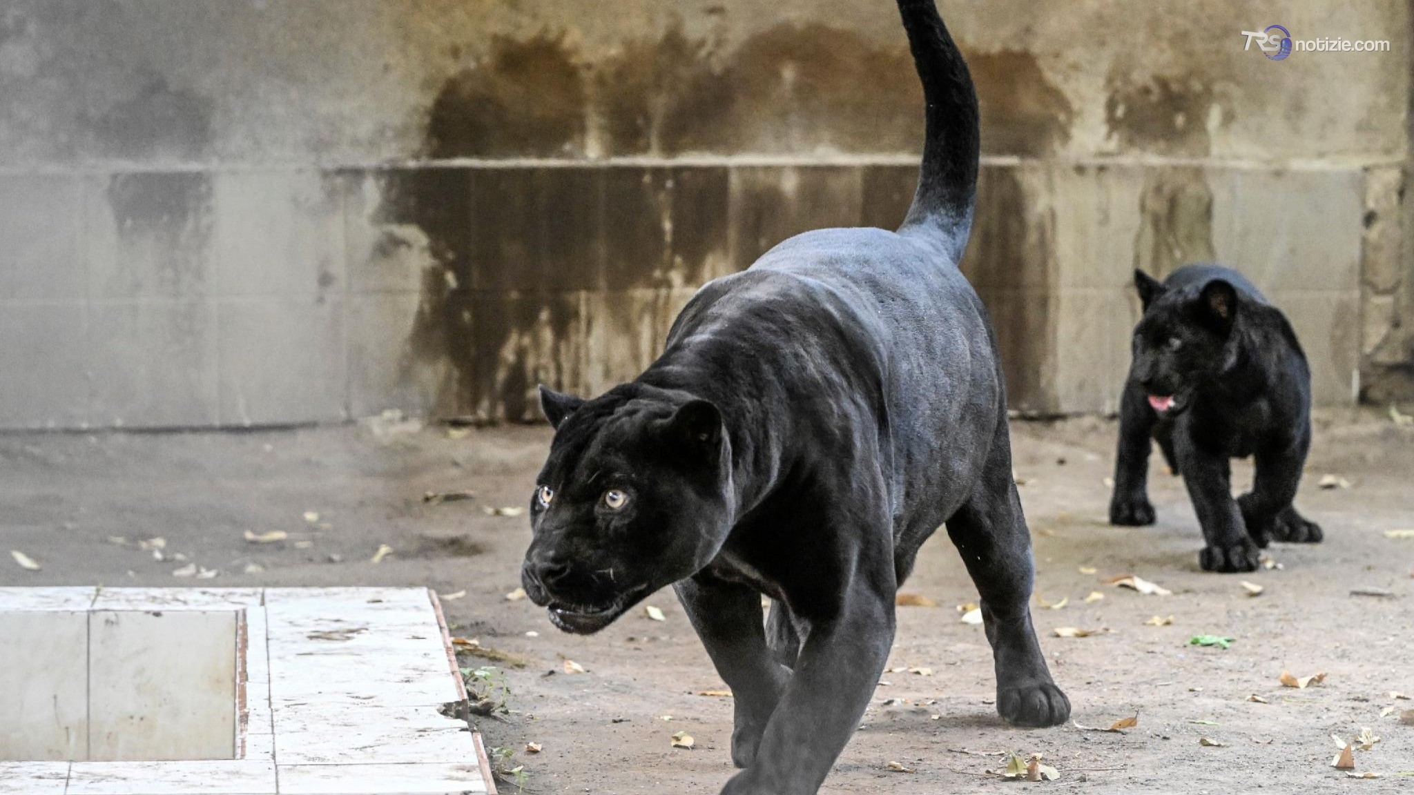 Zoo di Napoli, ecco Parthenope cucciola di giaguaro nero. "Record di nascite per colpa del caldo"