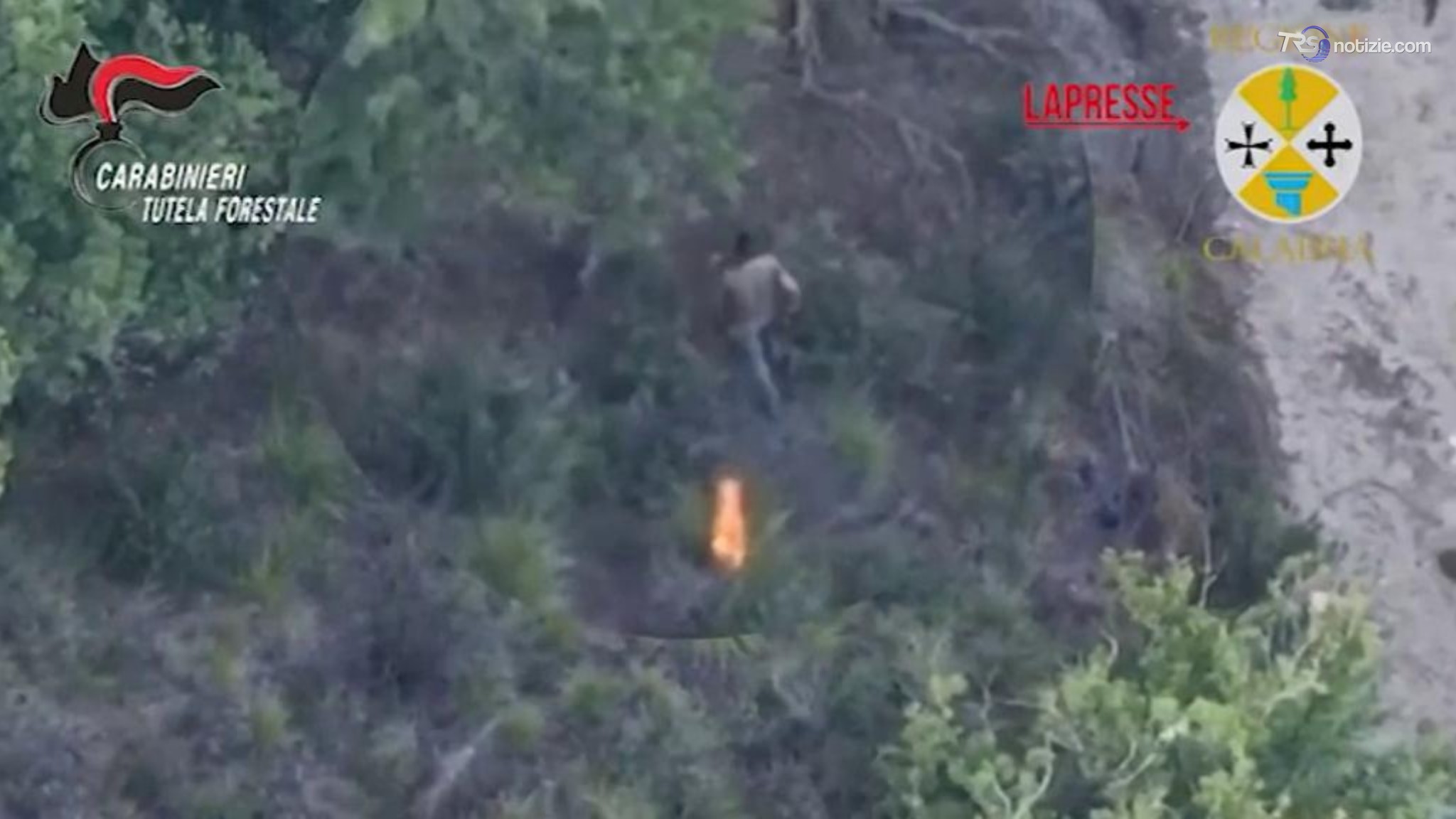 Vibo Valentia, scoperto dal drone mentre appicca il fuoco nel bosco: arrestato