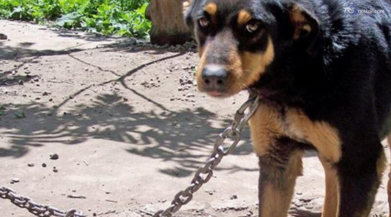 Salvato dopo 10 anni legato a una catena: la rinascita di un cane a Ragusa