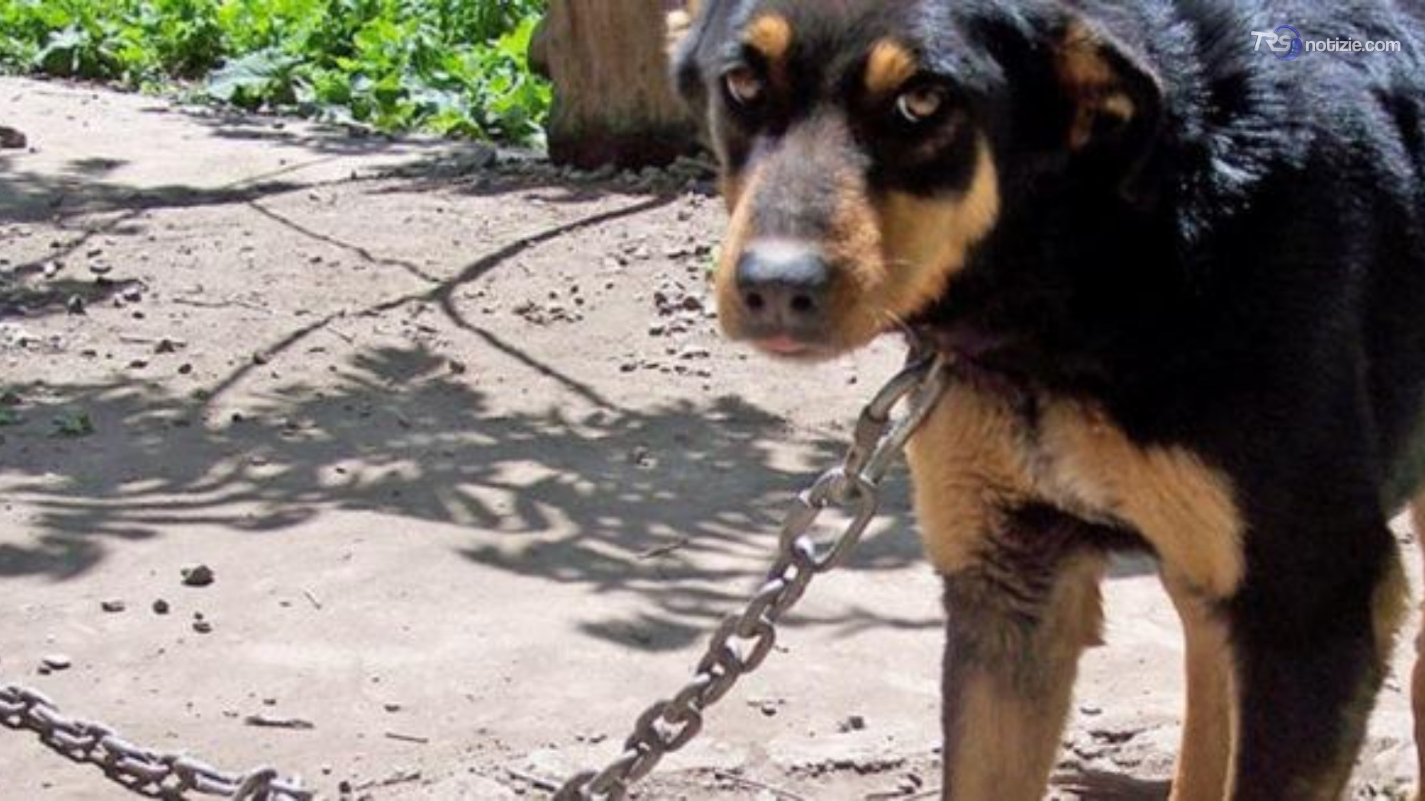 Salvato dopo 10 anni legato a una catena: la rinascita di un cane a Ragusa
