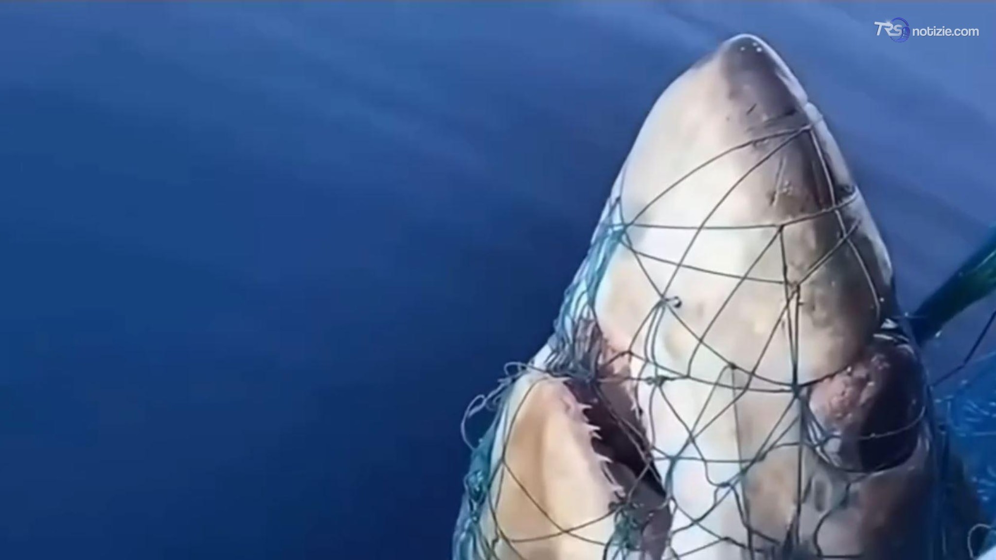Uno squalo volpe "occhiogrosso" catturato nel Golfo di Ognina
