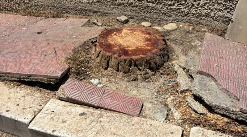 Via Catusi, Sud Chiama Nord propone un nuovo progetto per il verde urbano