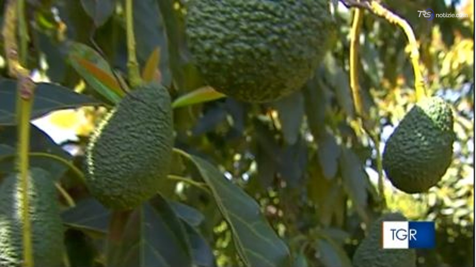 Come cavalcare la sfida del clima impazzito? "Frutti e percorsi turistici tropicali"