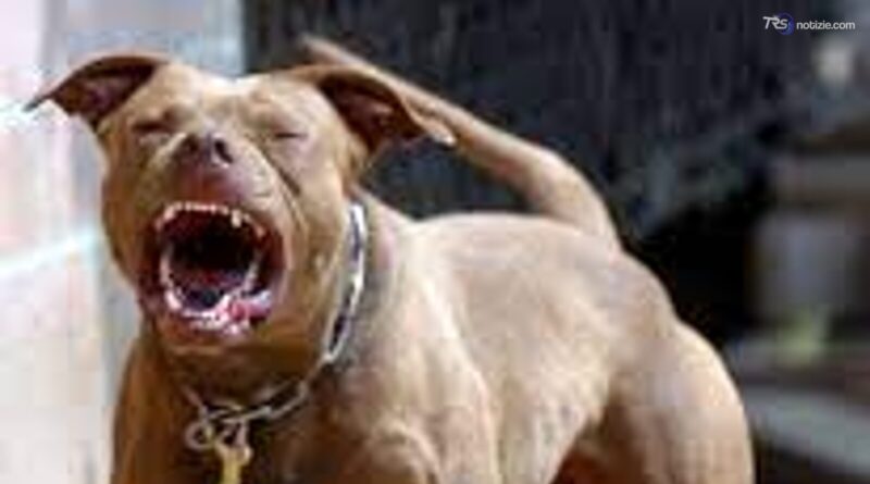 L'inferno dei Pitbull, a Gela blitz contro i combattimenti clandestini di cani