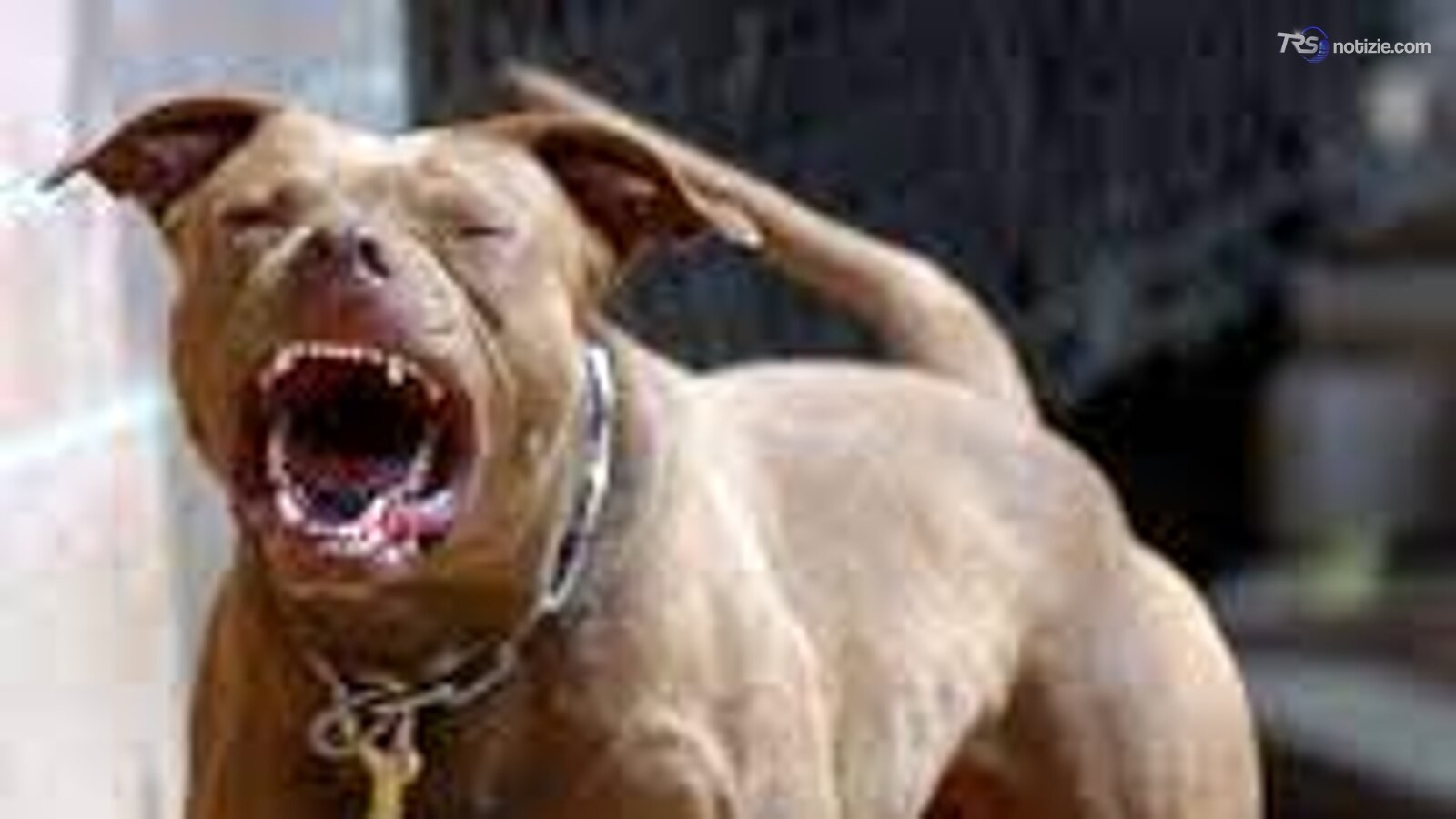 L'inferno dei Pitbull, a Gela blitz contro i combattimenti clandestini di cani