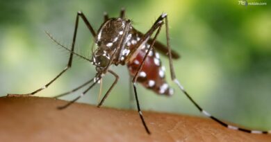 Nuovo caso di virus Dengue a Pisa, il caso di Chikungunya segnalato ad agosto